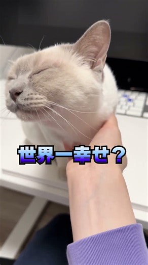 ハイファイブできます！ #ネコ #猫のいる暮らし #猫好き #トンキニーズ