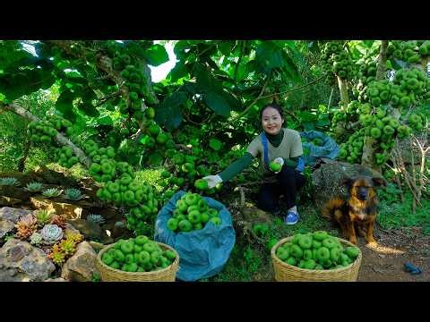 Harvest Cluster Fig Fruit Goes To Market Sell, Daily Farm Life: Cooking, Gardening, Animal Husbandry