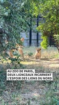 Au zoo de Paris, deux lionceaux incarnent l'espoir des Lions du Nord
