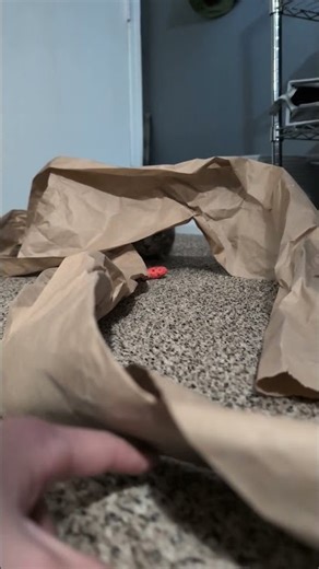 Dorcas Goes In for the Kill