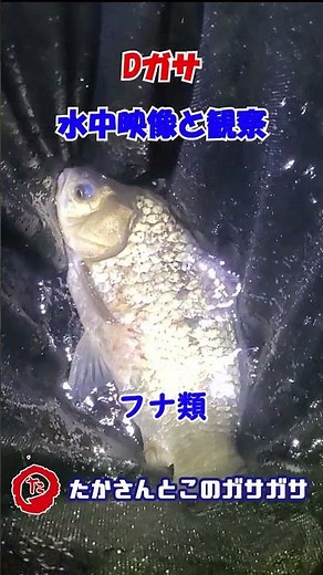 Dガサ🐟夜の川の採取と水中映像ｗ#ガサガサ #たかガサ#shorts