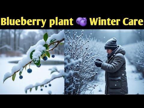 How to Prepare Blueberry Plants for Winter ll #biloxi_blueberry