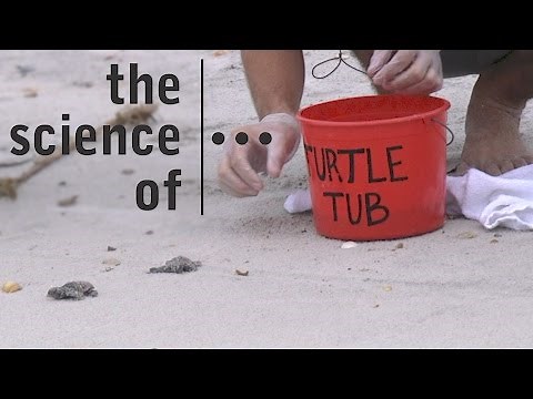 Endangered Sea Turtles... Threats and Solutions