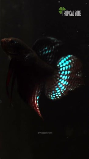 Betta Smaragdina Carbon #betta #wildbetta #smaragdina #bettafish