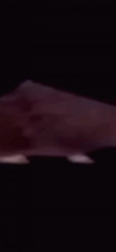 Spinning Rat Meme Compilation: Shimmy Shimmy Ya Fun