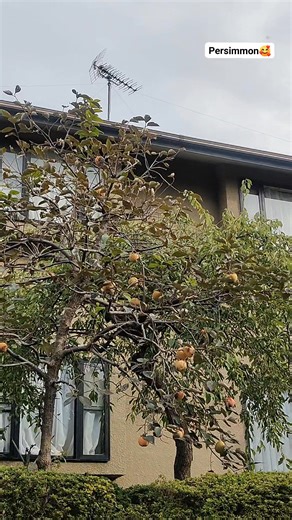 Persimmon🥰Autumn fruits😘 #japan #persimmon #yummyyummy #yummyfruits | Nozomi Terui