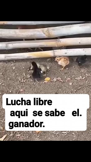 Ruben Alcedo on Reels