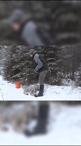 1.6K views · 16 reactions | On an ALL NEW episode of Trapping Inc TV, Rich and Sandi start Lynx season. The fire means setting up lynx pens in new territory  ㅤ Watch on Wild TV OR watch on our LIVE stream of the Wild TV Network on Wild TV+ TONIGHT @ 8:30pm ET (6:30pm MT)! https://www.wildtvplus.ca/en/movies/131415/ ㅤ #GetWild #WildTV #TrappingInc #lynxseason #lynx #lynxtrapping | Wild TV - Canada's Hunting and Fishing TV Network | Facebook