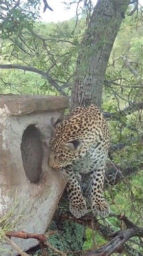 Leopard Appears as Hornbills Leave