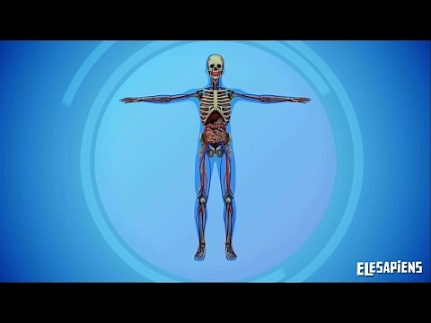 LOS SISTEMAS DEL CUERPO HUMANO