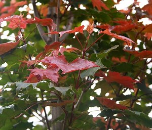 Acer platanoides Fairview (Norway Maple) - Barcham Trees