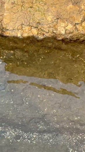 A group of fish in a rocky tide pool 🐟🌊