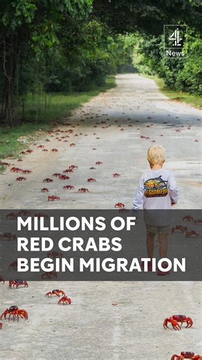 Tens of millions of red crabs are taking over Australia’s Christmas Island as they begin their annual migration to the sea. Locals have cleared paths and built special bridges to help the crustaceans reach the shore to mate and spawn. #RedCrab #Australia #channel4news | Channel 4 News