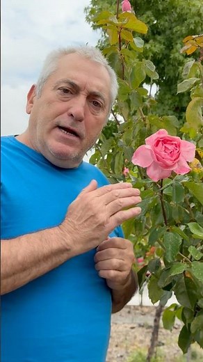🌹 ¿Sabíais que los Pétalos de las Rosas Cultivadas Son Estambres Transformados? Fascinante Secreto🌹