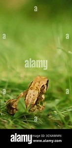 Close-up slow motion of a frog jumping on green grass in bright daytime sunlight, with a softly blurred nature background Stock Video Footage - Alamy