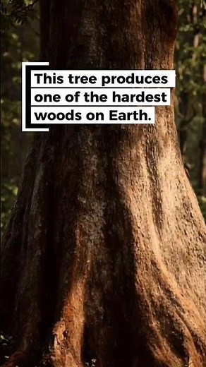The Strongest Tree in the World 🌳💪