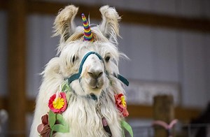 Design your own mythical creature