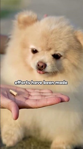 Meet the Pomeranian | Breed 101