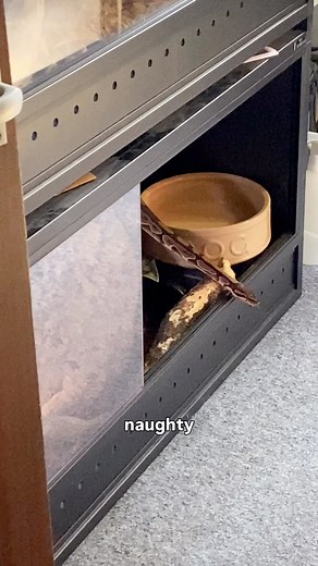 2.2K views · 24 reactions | My snake thinks I’m not watching and immediately activates orange cat energy #snakes #pets #ballpython | Reptiles and Research | Facebook