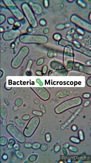 Bacteria Under Microscope How does bacteria look under Microscope