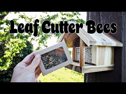 Leafcutter Bees from Kind Bee Farms