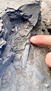 135K views · 87 reactions | Ancient squid unearthed in shale layers! Partner: Yorkshire Fossils YT: https://www.youtube.com/channel/UCKkx8fZ4a4bLdx-WLSDcBWA | Science, Tech and Universe | Facebook