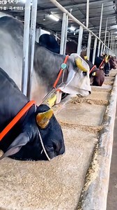161K views · 935 reactions | পরিকল্পিত গরুর খামার!  #agriculture #agrotech #farming #cows #cattle #Fattening #viralreels #reelsviral #shorts #trending #wildlife #foryouシ #documentary #cocoa #petsafety | Frame & Focus | Facebook