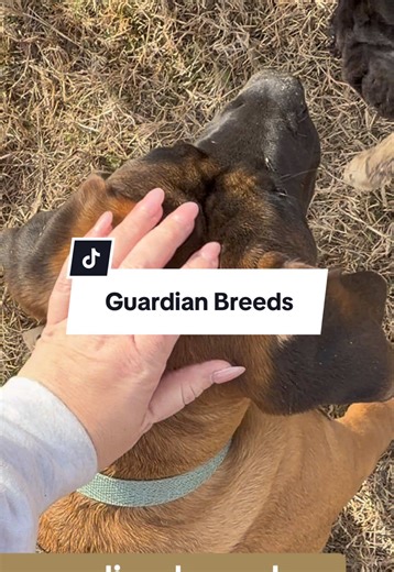 Guardian breed problems 😅 When your personal space officially belongs to the dog. Cane Corso life means loyal, velcro protection at all times — sitting, standing, breathing… supervised. #boerboel #mastiffsoftiktok #canecorso #guardianbreed #dogsoftiktok