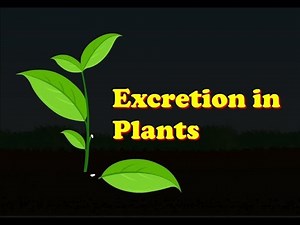 Biology - Excretion in Plants