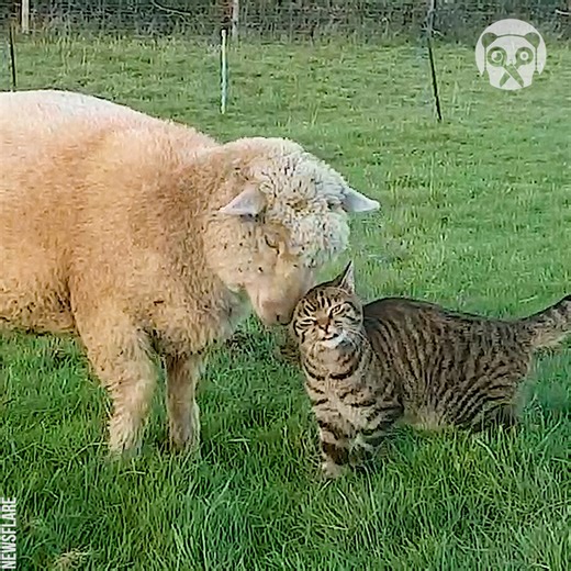 Best friends cat & lamb | Girly Panda