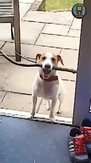 POV: Your dog found the "ultimate" stick (Wait for it!) 🏆🐕#funny #dogshorts #funnydogs #shorts #pets