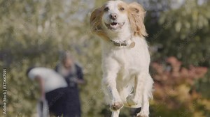 Cute Young Cocker Spaniel Dog Running in Slow Motion