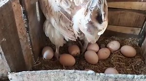 19K views · 886 reactions | How to Start Chicken Farming for Beginners in Pakistan | Dr. ARSHAD | Dr. Arshad Veterinary Clinic | Facebook