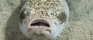 The Not So Friendly Stargazer Fish