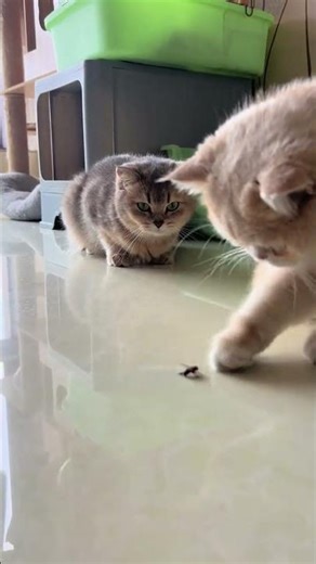 Little Kitty's Mischievous Play: Beware the Buzzing Bees