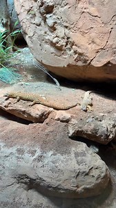 Ackie monitor lizard (Spiny-tailed monitor) 年年年 | Andrew&Kacey Gutierrez | Facebook