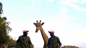 We had so much fun creating this #JerusalemaChallenge video - the whole team got in on the action. Even Moyo makes a guest appearance and shows us how to boogy. Dance is the language that our souls speak! 💃🐘🦒🕺 Music Credit: Master KG SA #wildislife_zen #cultureofcare #onebyone. Master KG SA Music ifaw | Wild is Life Trust and ZEN