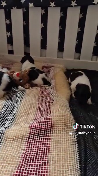 StabyhounUK on TikTok
