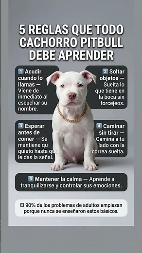 5 Reglas Que Todo Cachorro Pitbull Debe Aprender Desde Pequeño