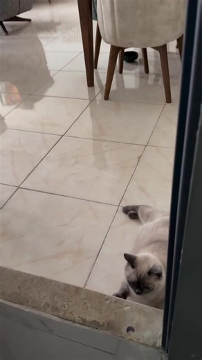 ꧁⚘️𝐒a𝐦𝐚=𝐀𝐟𝐠𝐡𝐚𝐧⚘️꧂ (@sama__afghan6)’s videos with original sound - ꧁⚘️𝐒a𝐦𝐚=𝐀𝐟𝐠𝐡𝐚𝐧⚘️꧂