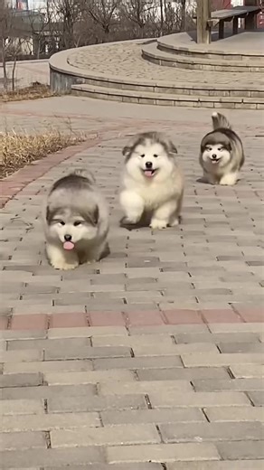 Adorable Wobbly Dogs in Action