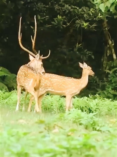 Deer Meeting Videos: Calm Wild Encounters Caught on Camera