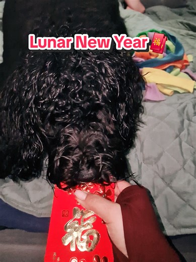 You just learned that respecting your elders = unlimited treats 😏 I guess Fire Horse is auspicious for you 🧧🐎 大家新年快乐！#lunarnewyear #新年快乐 #newfypoo #chinesenewyear #cny