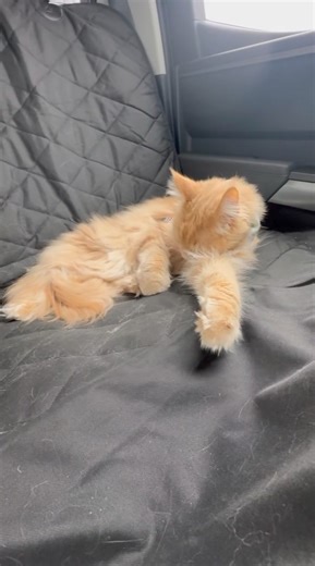 Heading home. | Fisher The Maine Coon