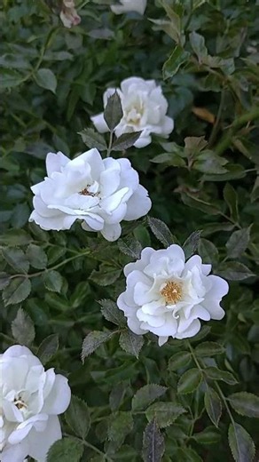 White Flowers 🤍 Schneewittchen (Iceberg) Rose in Full Glory #flowers #nature #rose