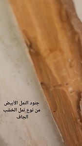 1K views | النمل الأبيض من نوع، نمل الخشب الجاف ويتميز باللون الاسود لرؤوس طائفة الجنود 01006231395 01200064435 Alex Green - Pest Control EST. 1993 Alex Green خبراء مكافحة النمل الابيض وسوس الخشب منذ ١٩٩٣ www.alexgreenegypt.com | Alex Green - Pest Control EST. 1993 | Facebook