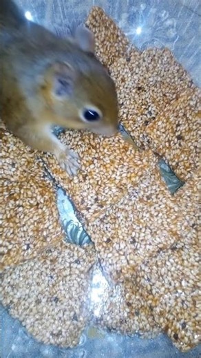 Til Shakri with AI Squirrel 🐿️🥗🧅🥒🥳😋😂😘🤩 #food #cooking #recipe #squirrel