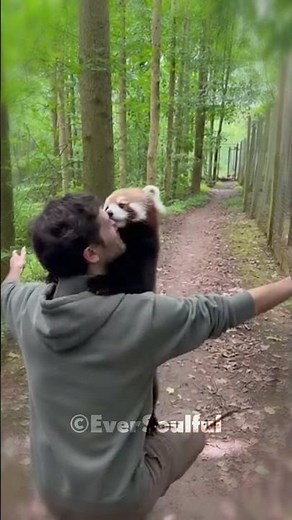 This Red Panda’s Love for His Friend Is So Deep 💖