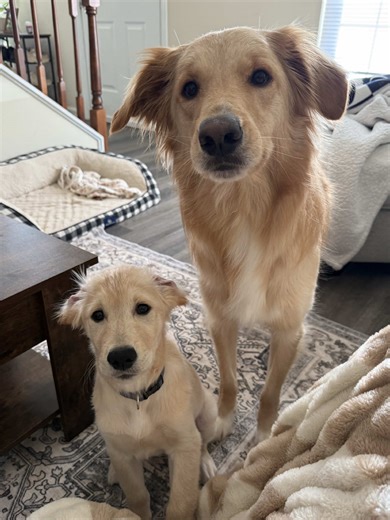 Funny Dog Camera Moments with Ralphie and Winnie