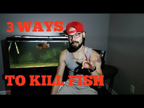 🔴 3 WAYS TO KILL FISH... (HUMANELY EUTHANIZE)